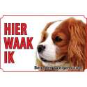 Bord Hond Cavalier King Charles Spaniel